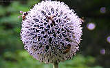 this-is-new-york.com Flowers along the Delaware & Ulster railroad hiking path, Hobart NY photo by Kelly Chien