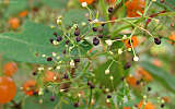 this-is-new-york.com Flowers along the Delaware & Ulster railroad hiking path, Hobart NY photo by Kelly Chien