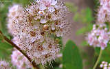 this-is-new-york.com Flowers along the Delaware & Ulster railroad hiking path, Hobart NY photo by Kelly Chien