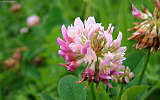 this-is-new-york.com Flowers along the Delaware & Ulster railroad hiking path, Hobart NY photo by Kelly Chien