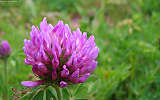 this-is-new-york.com Flowers along the Delaware & Ulster railroad hiking path, Hobart NY photo by Kelly Chien