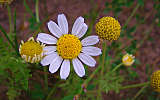 this-is-new-york.com Flowers along the Delaware & Ulster railroad hiking path, Hobart NY photo by Kelly Chien