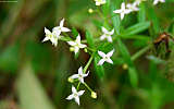 this-is-new-york.com Flowers along the Delaware & Ulster railroad hiking path, Hobart NY photo by Kelly Chien