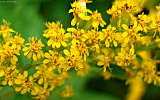 this-is-new-york.com Flowers along the Delaware & Ulster railroad hiking path, Hobart NY photo by Kelly Chien