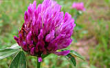 this-is-new-york.com Flowers along the Delaware & Ulster railroad hiking path, Hobart NY photo by Kelly Chien