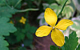 this-is-new-york.com Flowers along the Delaware & Ulster railroad hiking path, Hobart NY photo by Kelly Chien