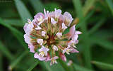 this-is-new-york.com Flowers along the Delaware & Ulster railroad hiking path, Hobart NY photo by Kelly Chien