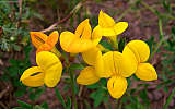 this-is-new-york.com Flowers along the Delaware & Ulster railroad hiking path, Hobart NY photo by Kelly Chien