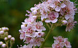 this-is-new-york.com Flowers along the Delaware & Ulster railroad hiking path, Hobart NY photo by Kelly Chien