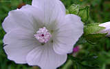 this-is-new-york.com Flowers along the Delaware & Ulster railroad hiking path, Hobart NY photo by Kelly Chien