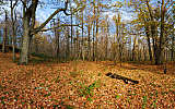 this-is-new-york.com Autumn leaves strewn over the hillside on Mt. Bobb in Hobart NY photo by Kelly Chien