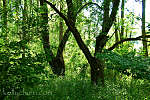 this-is-new-york.com Greenery in the nature conservatory near Hamden NY photo by Kelly Chien