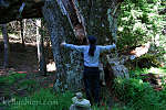 this-is-new-york.com Huge old tree in the nature conservatory near Hamden NY photo by Kelly Chien