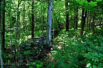 this-is-new-york.com Old stone wall in the nature conservatory near Hamden NY photo by Kelly Chien