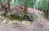 this-is-new-york.com Root outcropping along the nature walk near Rochester NY photo by Kelly Chien